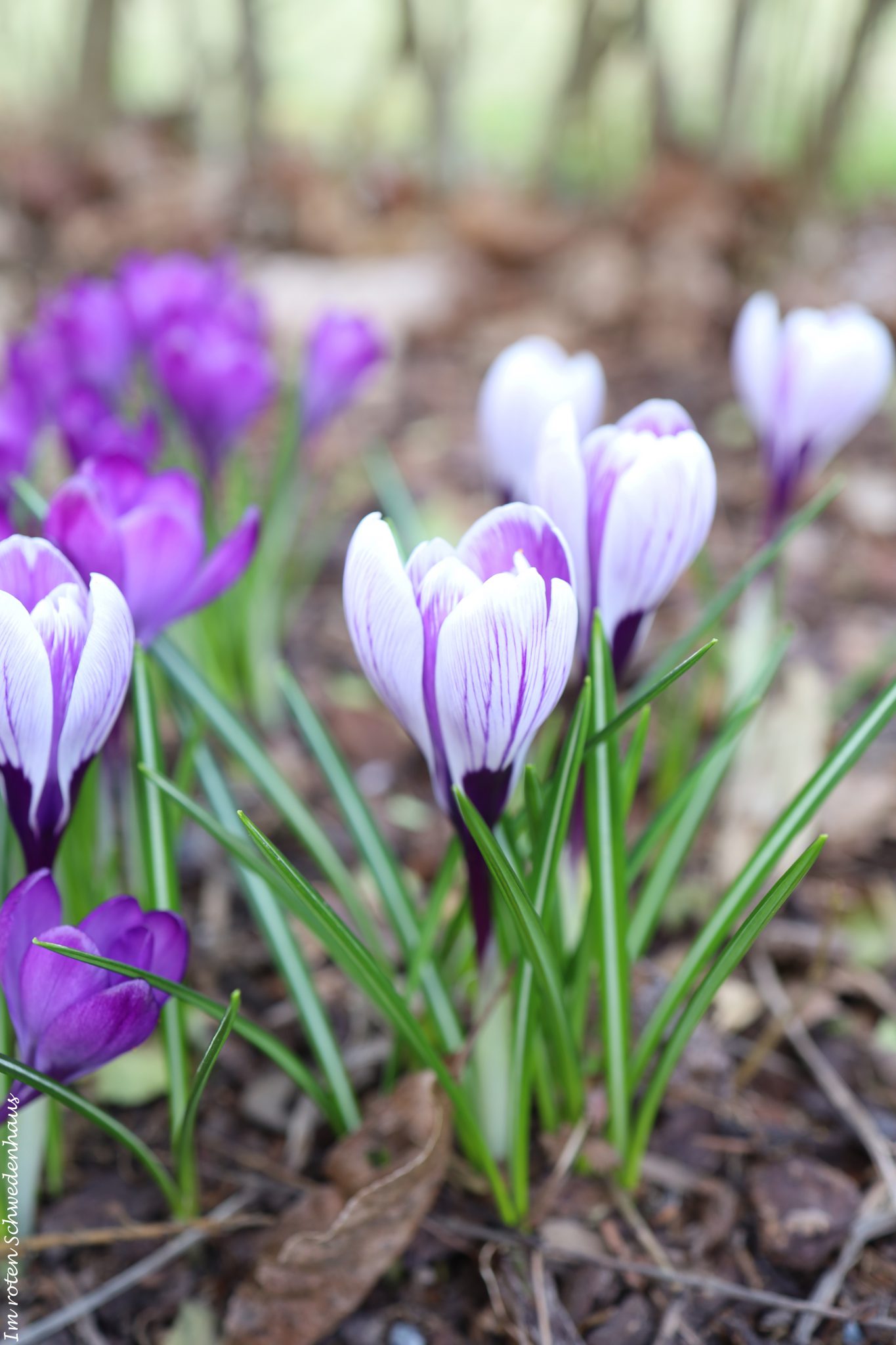 Frühlingserwachen im Garten Im roten Schwedenhaus